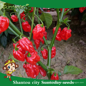 Suntoday cultivation of agricultue sichuan pickled jalapeno F1hot pepper chilli hebanero seeds hybrid vegetable(22021)